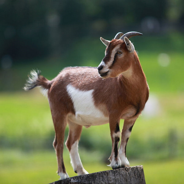 Zwei braune Ziegen - stehend und fessend